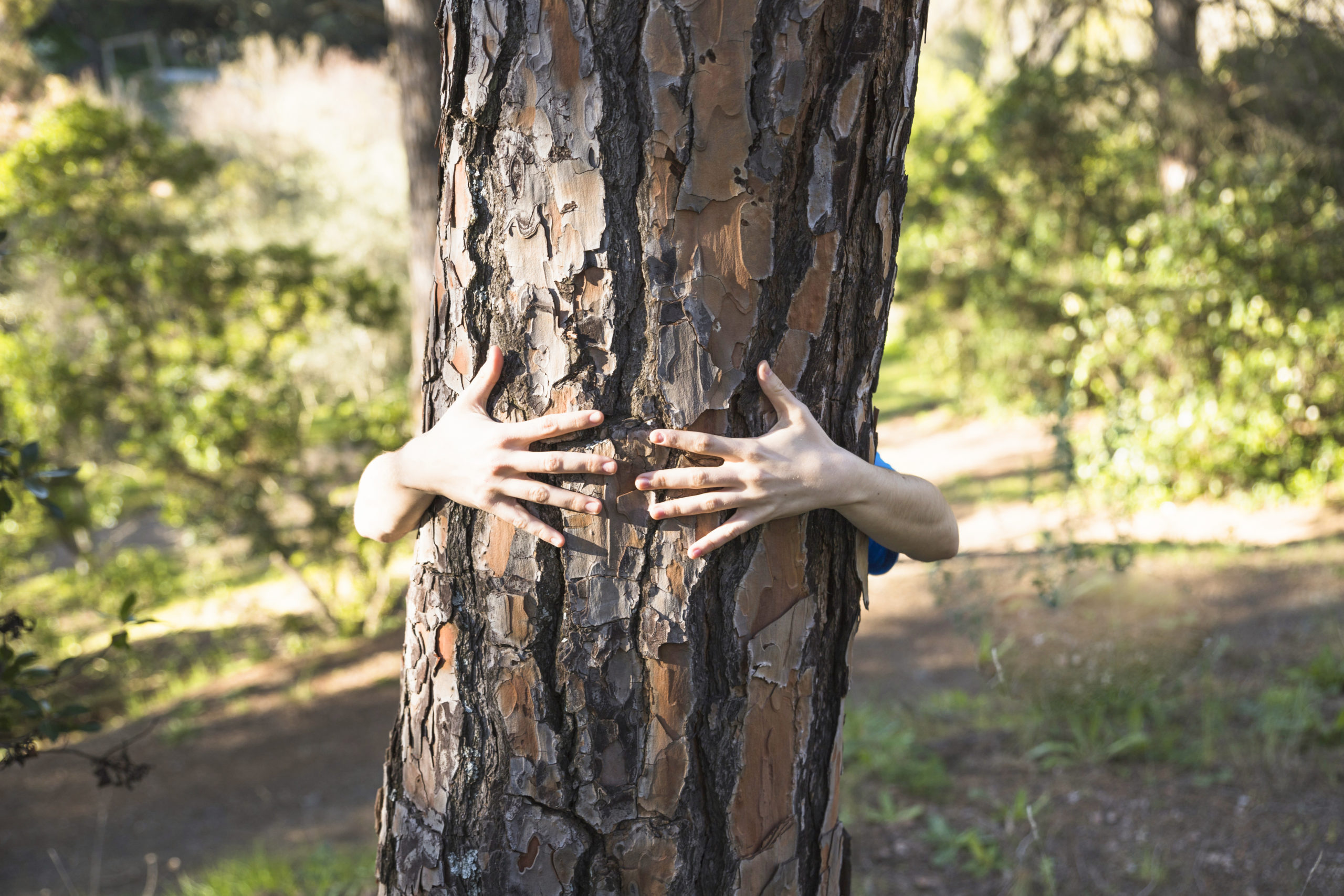 Женщина обнимая ствол дерева в лесу