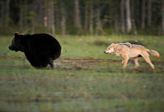 ritka medve - farkas barátság (1)