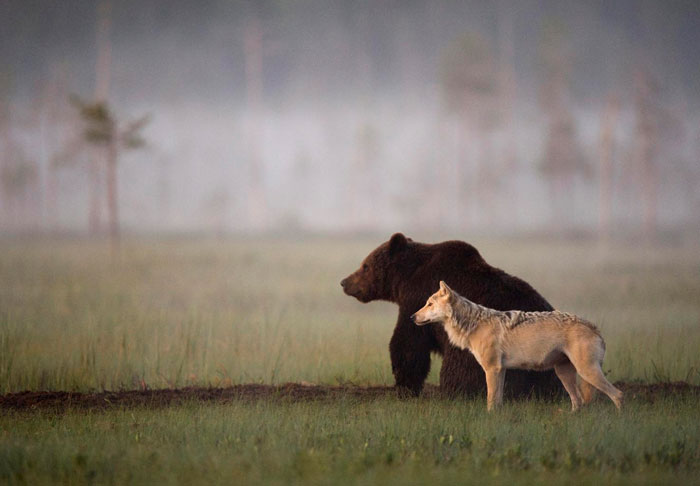Farkas és medve