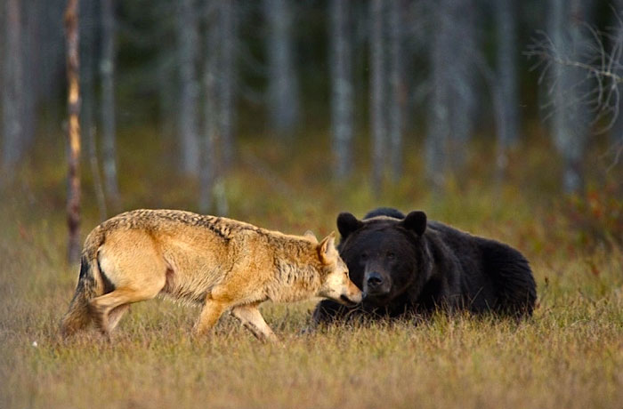 ritka medve - farkas barátság (6)